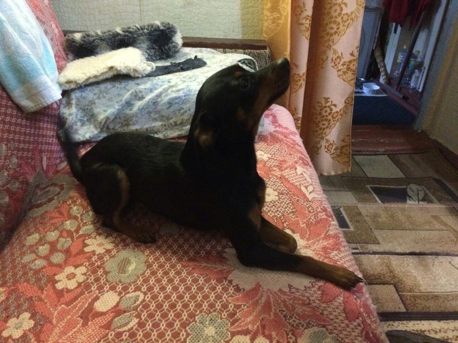 Вязка карликовый пинчер