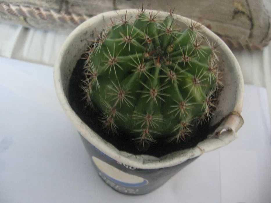 Kaktus kwitnący nr 3, Kwitnie na różowo. Duże piękne kwiaty