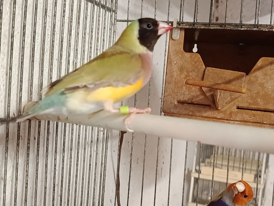 Aves disponíveis