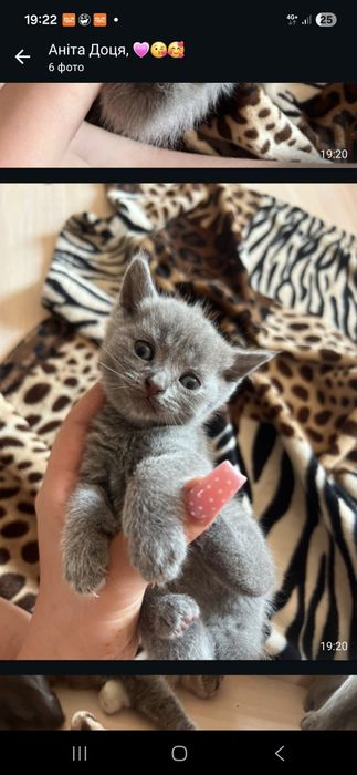 Шотландський висловухий котик киця кошення