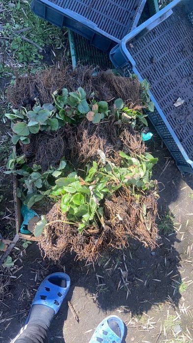 Продам саджанці полуниці: Азія,Джолі,Брілла