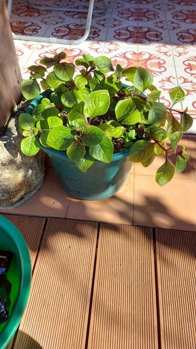 Plantas de incenso (bastardo),  mirra e ouro