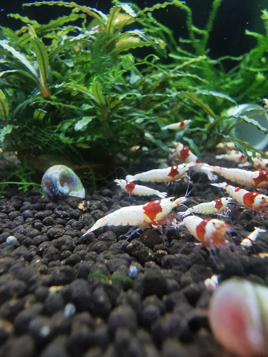 Krewetki Crystal Red