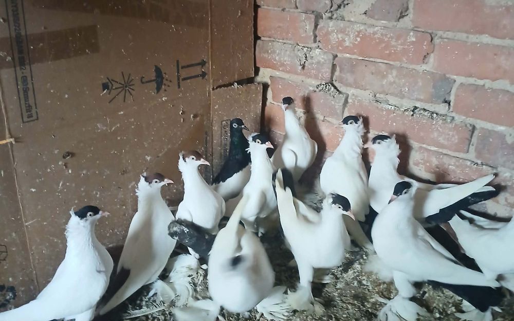 Krymki polskie i murzyny