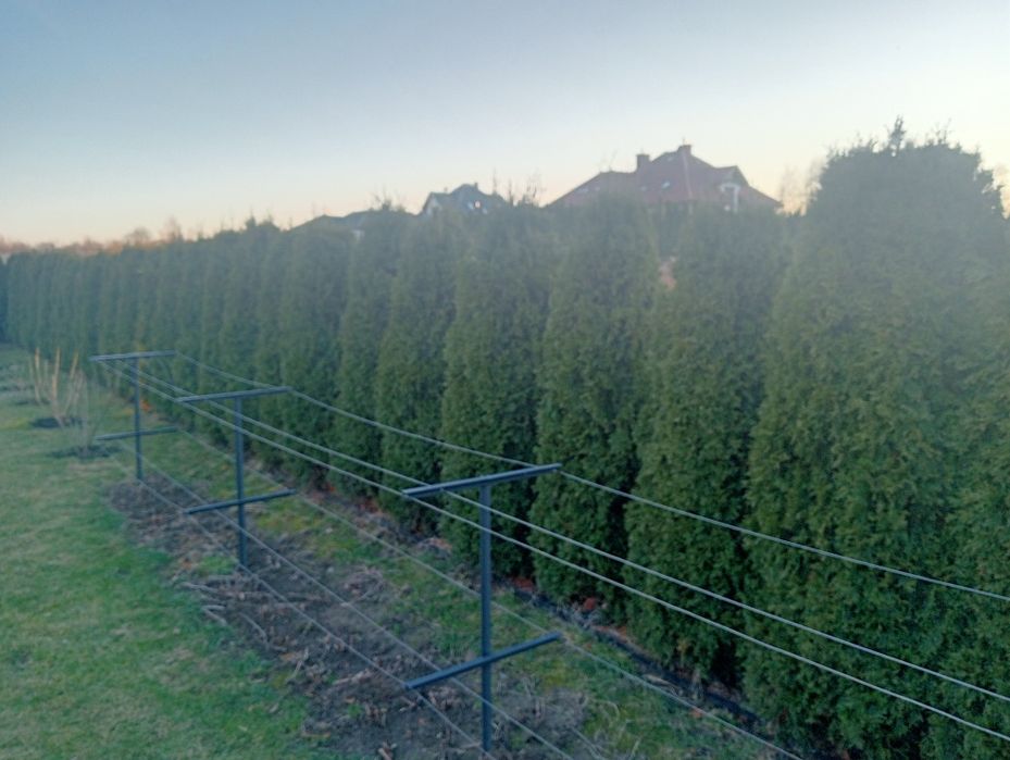 Tuje szmaragd 180 cm