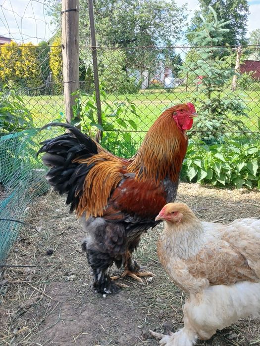 Para brahma kuropatwiana