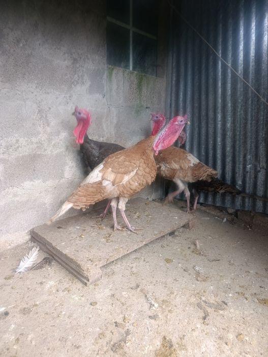 Perús castanhos e pretos