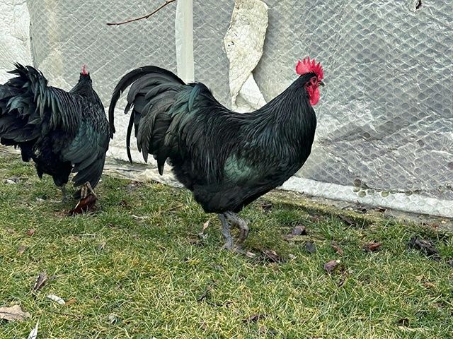 Інкубаційне яйце. Курчата, Австралорп чорний, білий.