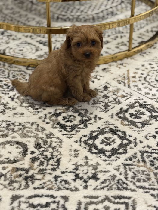 Cavapoo pudel toy uroczy piesek