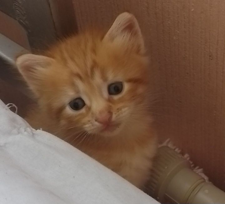 Продам безумно красивых котят. Звоните о цене договоримся!