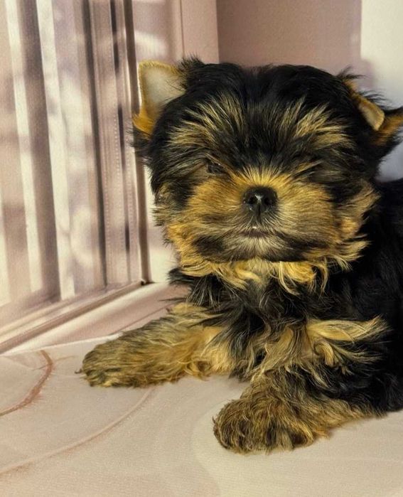 Стильная йоркширская девочка.