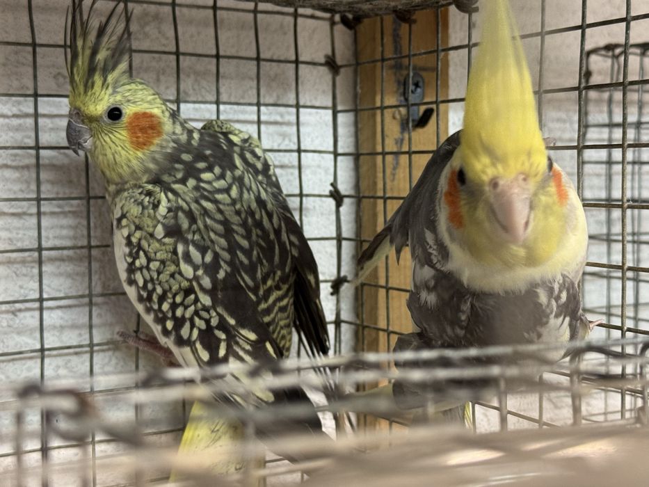 Casal caturras para ceder Cernadelo E Lousada (São Miguel E Santa ...