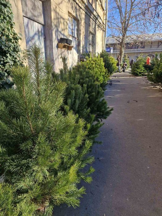ОПТ СОСНА Новогодняя живая сосна / Одесса / ОПТ  1.5-1.9м