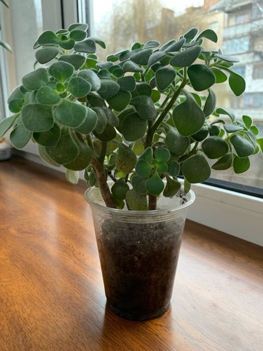 Квіти, вазони, кімнатні рослини(дифенбахія, грошове дерево)