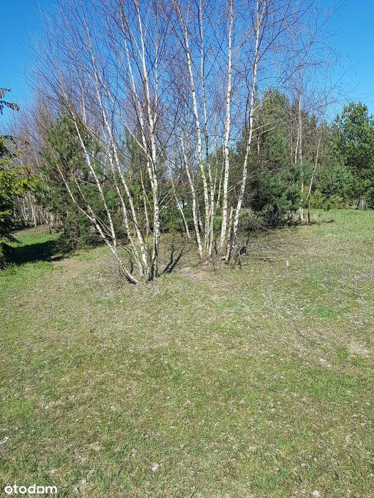 Piękna działka 1234 m² | MPZP | blisko Trójmiasta | bezpośrednio - Widok 5