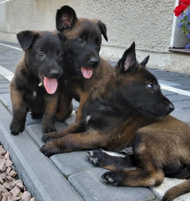 Owczarek Belgijski Malinois