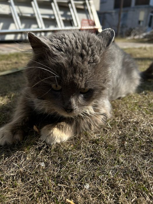 Котик шукає домівку