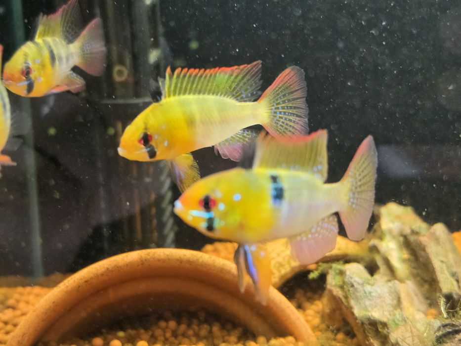 Ramirezi Véu (Mikrogeophagus Ramirezi)