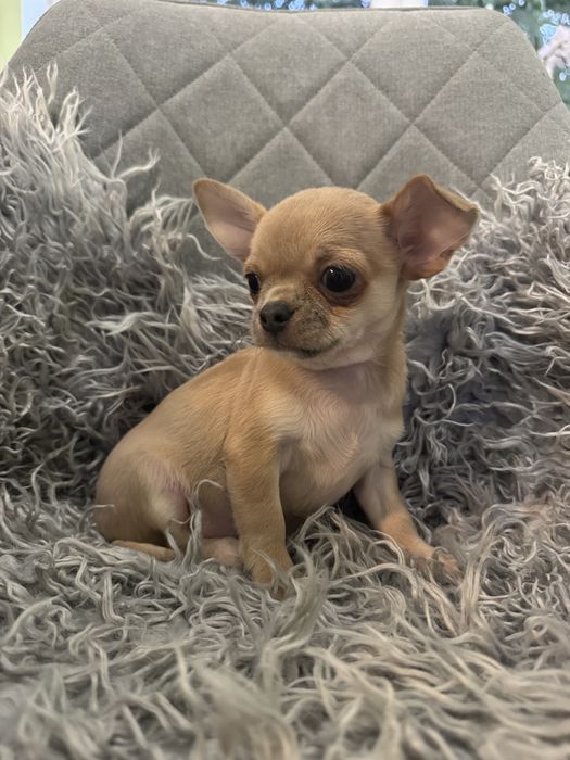 Suczka chihuahua