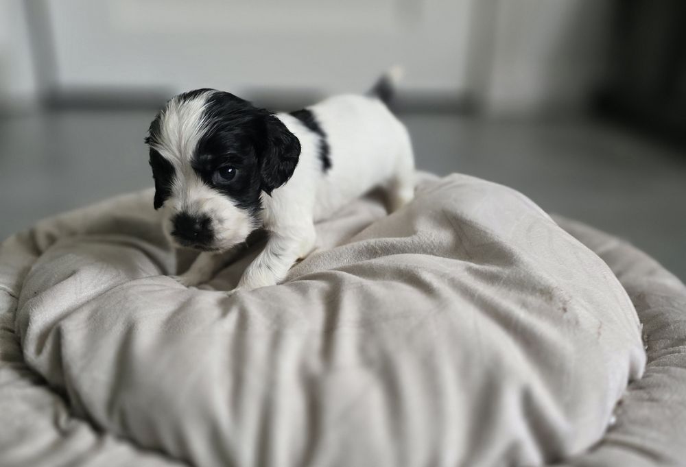 Suczka cocker spaniel angielski