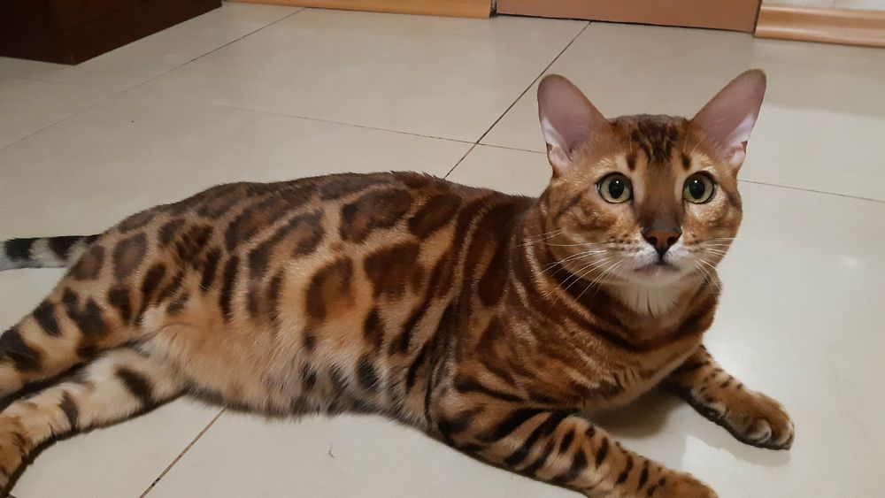 Вязка бенгальского кота