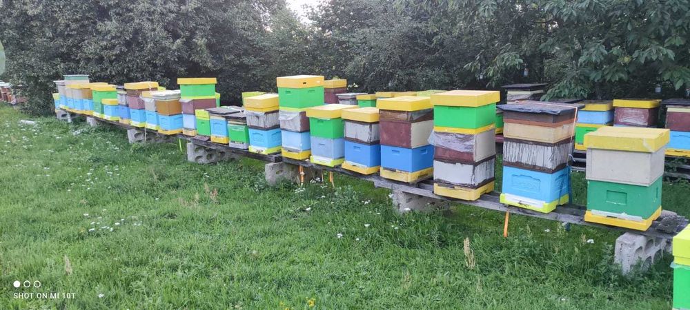 Miód z własnej pasieki z otuliny Parku Słowińskiego