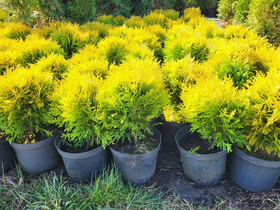 Kulki Miriam, Kulki Danica, złote kule Gold