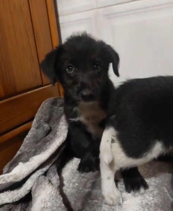Cães bebés para adoção