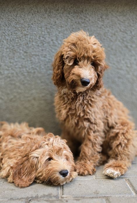 Cockapoo/ dziewczynka