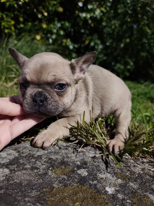 Bulldog blue fawn  macho