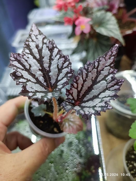 Продам дітки королівських бегоній ,вартість від 60 гривень