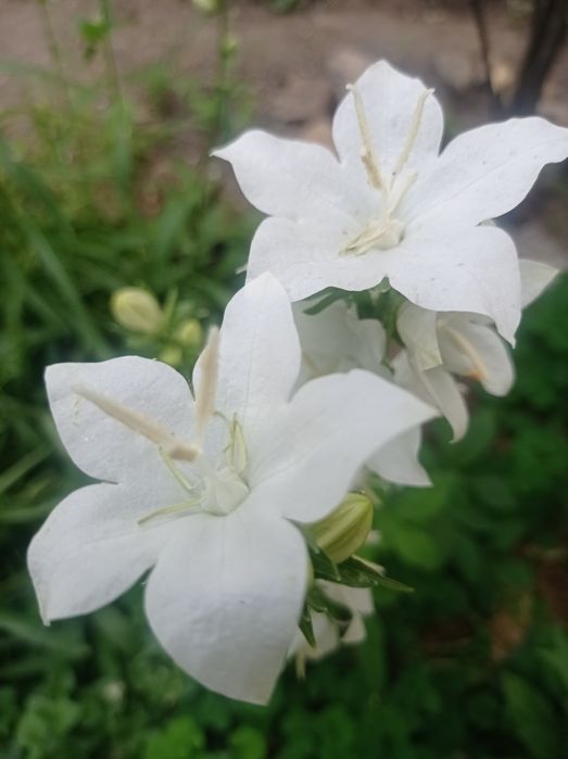 Цветок белый колокольчики