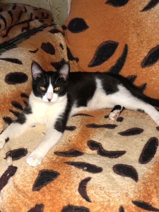 Котик 2  год Феликс бесплатно