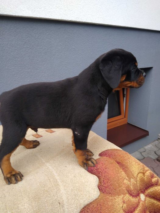Rottweiler szczenię ZKWP/FCI