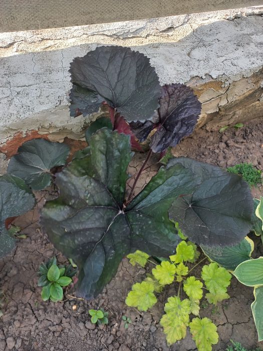 Бузульник Отелло