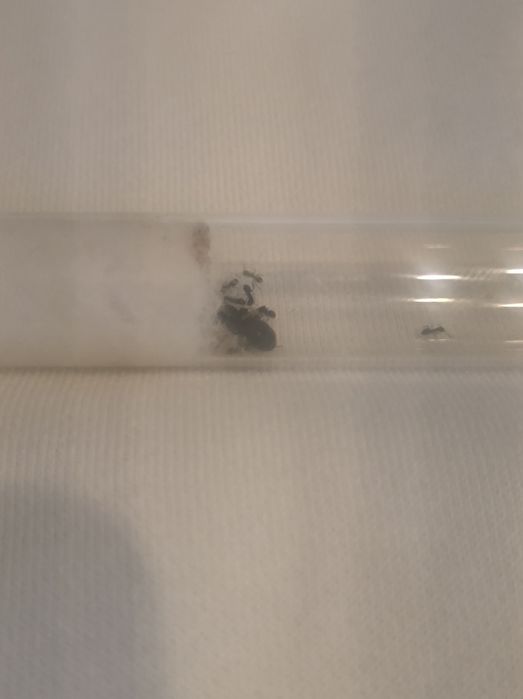 Kolonia Lasius Niger 20-30 robotnic