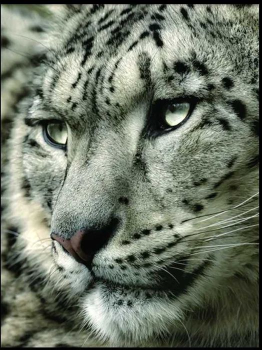 Алмазная мозаика, вышивка, живопись "Тигр" 20х30