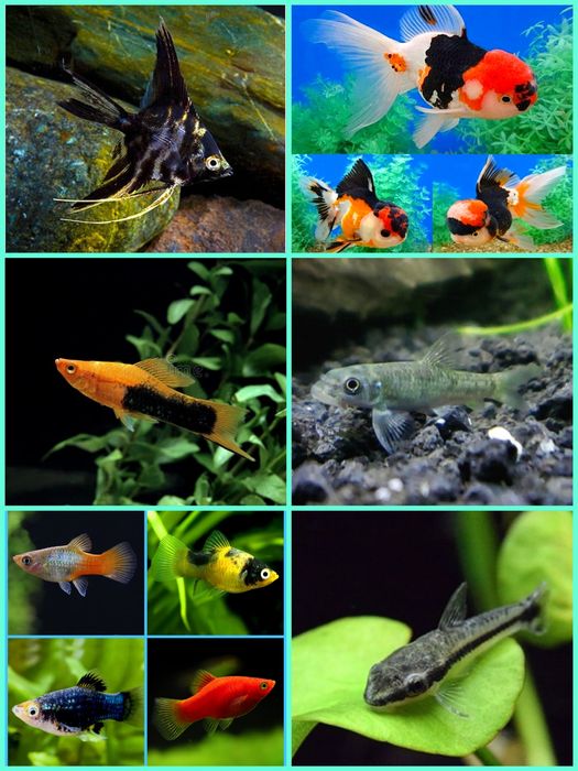 Aquasousa.com - Tetras, Guppys, Corydoras, Neons e muito muito mais...