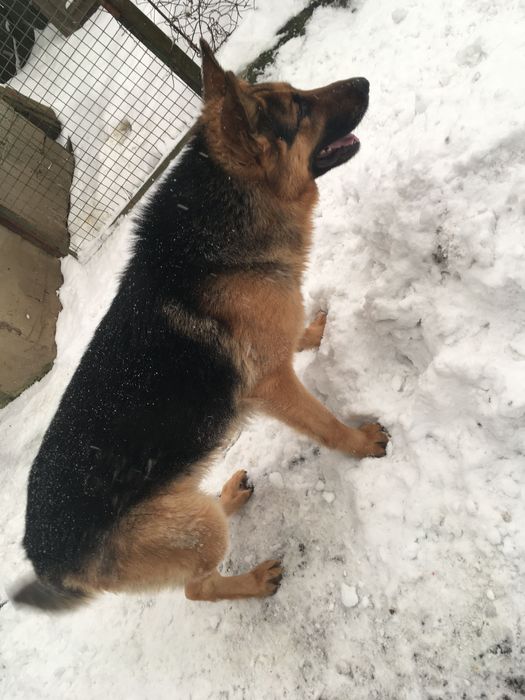 Німець шукає дівчину