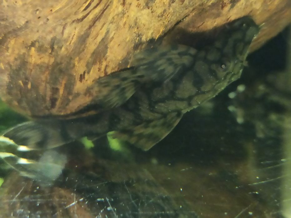 Zbrojnik Ancinstrus L-519 KIEFNERI