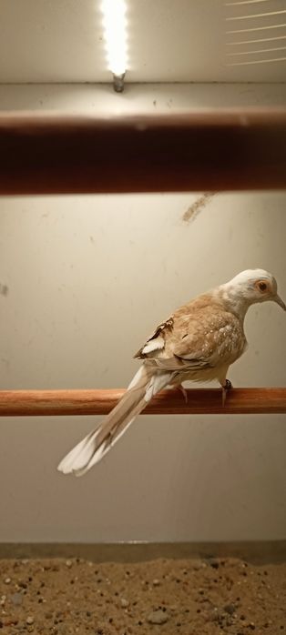 Gołąbki diamentowe samiczki