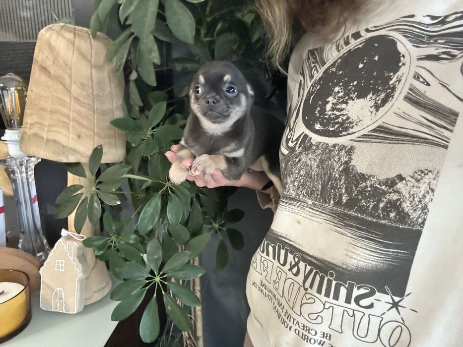 Chihuahua macho pronto para entrega