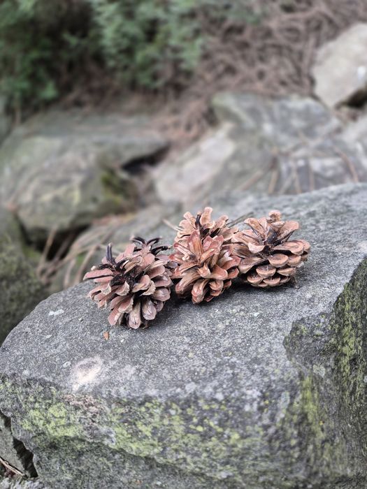 Szyszki sosnowe małe 4cm