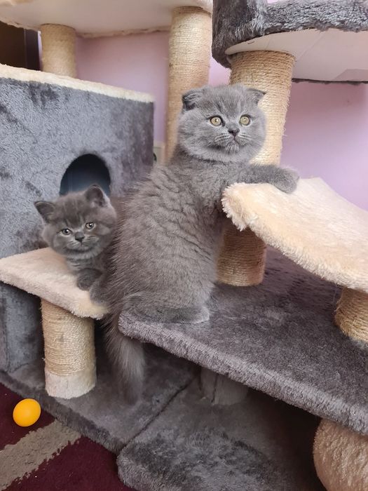 Scottish fold / straight