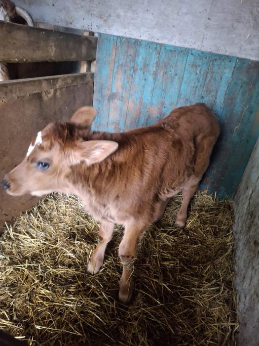 Продам теленка 3 тижні