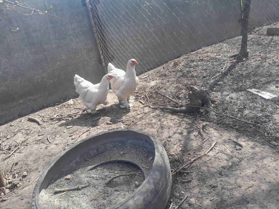 Інкубаційні яйця курей брама ізабелла.