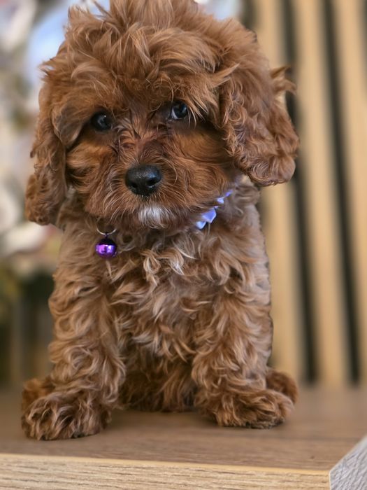 Cavapoo.Samiec F.1.Badania genetyczne.Do odbioru.