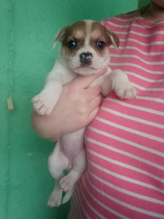 Віддам цуценят в добрі руки.