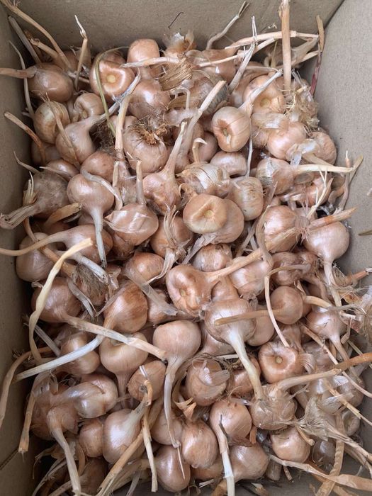 Шафран посадковий цибулини