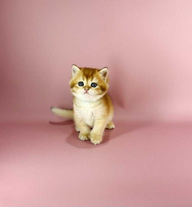 Дуже красива кішечка в забарвлені -золота шиншила